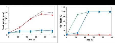 共生菌が植物培養細胞の“眠れる代謝能力”を呼び起こす 共生菌が植物培養細胞の“眠れる代謝能力”を呼び起こす