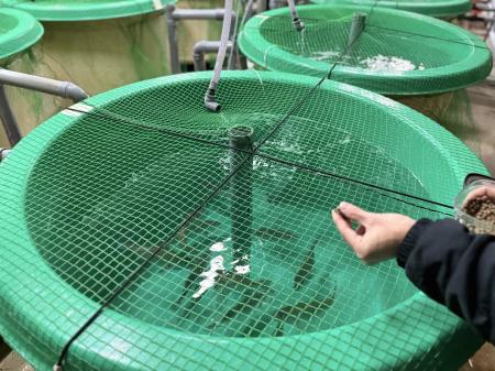 昆虫粉末を活用したサステナブル養殖飼料の共同実証試 昆虫粉末を活用したサステナブル養殖飼料の共同実証試