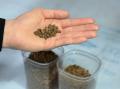 昆虫粉末を活用したサステナブル養殖飼料の共同実証試 昆虫粉末を活用したサステナブル養殖飼料の共同実証試