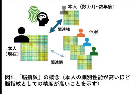 うつ病患者の脳内ネットワークにおける「独自性」の低 うつ病患者の脳内ネットワークにおける「独自性」の低