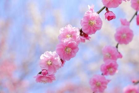 季節の風物詩、梅の花についての大調査【1000人アンケ 季節の風物詩、梅の花についての大調査【1000人アンケ