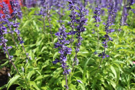 【フラワー・ブラボー・コンクール(FBC)参加校募集 【フラワー・ブラボー・コンクール(FBC)参加校募集