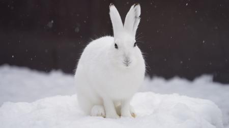 KKday、札幌市円山動物園の入園券Web販売を開始。道内 KKday、札幌市円山動物園の入園券Web販売を開始。道内