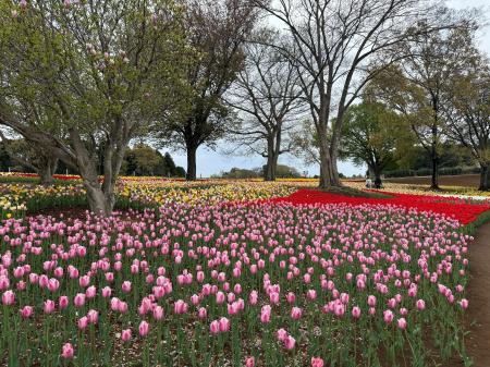 過去最大規模!6,000平方メートル の「四季の丘」を26 過去最大規模!6,000平方メートル の「四季の丘」を26