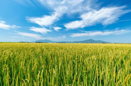 節水型乾田直播をはじめとする水稲栽培技術の共同研究 節水型乾田直播をはじめとする水稲栽培技術の共同研究