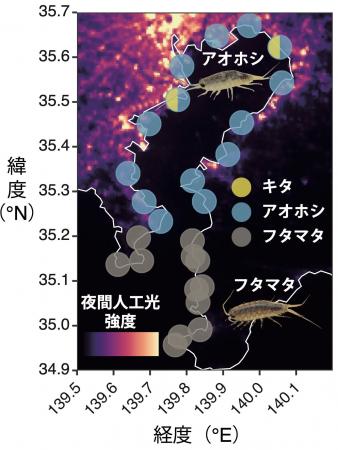 都市夜間光が沿岸生態系に与える影響―東京湾のフナム 都市夜間光が沿岸生態系に与える影響―東京湾のフナム