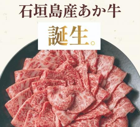 一年中放牧が可能な石垣島の環境を活かし、あか牛の放 一年中放牧が可能な石垣島の環境を活かし、あか牛の放