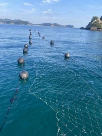 海と共に生きる町、三重県南伊勢町で“養殖藻場”の実証 海と共に生きる町、三重県南伊勢町で“養殖藻場”の実証