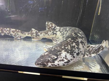 パンダカラーのサメ現る!?希少な色彩の”ナヌカザメ” パンダカラーのサメ現る!?希少な色彩の”ナヌカザメ”