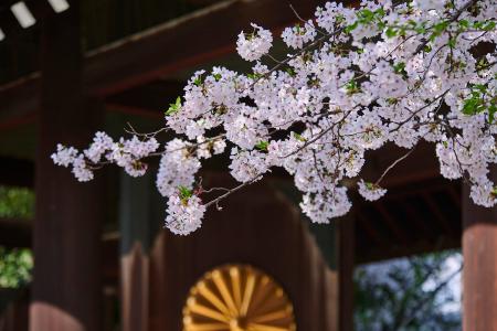【桜咲く靖國神社】お花見は東京・九段の靖國神社へ。 【桜咲く靖國神社】お花見は東京・九段の靖國神社へ。