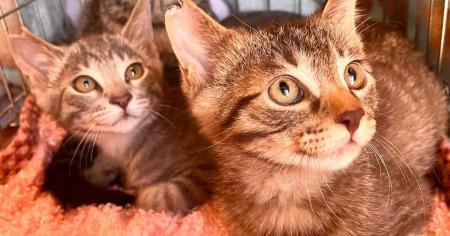 さくらみみの「猫耳イラストコンテスト」、大阪utf-8 さくらみみの「猫耳イラストコンテスト」、大阪utf-8