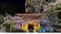 【京都・春の体験】世界遺産・醍醐寺の夜桜を、艶やか 【京都・春の体験】世界遺産・醍醐寺の夜桜を、艶やか