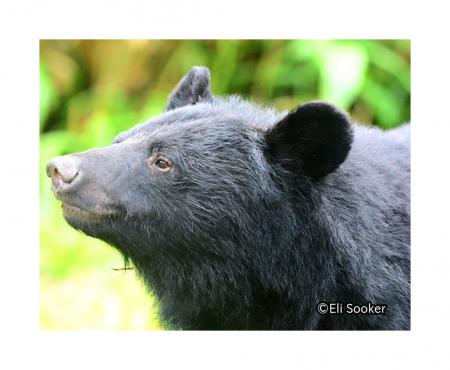 クラウドファンディング「くま共存エリアを増やutf-8 クラウドファンディング「くま共存エリアを増やutf-8