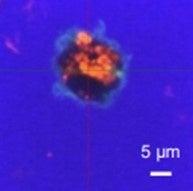 軽症から中等症の花粉症症状の緩和が確認された「乳酸 軽症から中等症の花粉症症状の緩和が確認された「乳酸