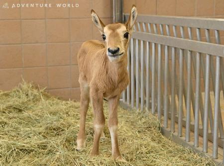 未来へつなぐ、いのちのバトン。シロオリックスが初産 未来へつなぐ、いのちのバトン。シロオリックスが初産