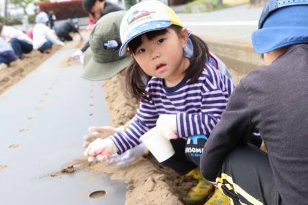 枝豆・トウモロコシの種まきで食育に 伊勢崎市「みん 枝豆・トウモロコシの種まきで食育に 伊勢崎市「みん