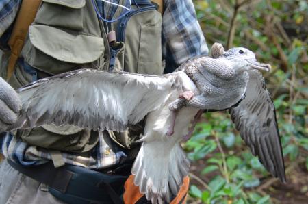 舞鶴市が天然記念物「オオミズナギドリ繁殖地」の冠島 舞鶴市が天然記念物「オオミズナギドリ繁殖地」の冠島