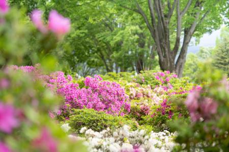 【ぐんまフラワーパークプラス】ツツジが見頃!GWは親 【ぐんまフラワーパークプラス】ツツジが見頃!GWは親