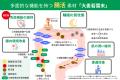 【東洋新薬】日本初!(※1)「大麦若葉末」を関与成分素 【東洋新薬】日本初!(※1)「大麦若葉末」を関与成分素