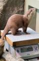 サンシャイン水族館いきものディスカバリー通信vol.27 サンシャイン水族館いきものディスカバリー通信vol.27