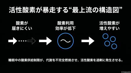 活性酸素=悪者ではなかった!──睡眠中の体内環境に関 活性酸素=悪者ではなかった!──睡眠中の体内環境に関