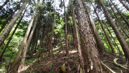6月3日、輪島市・能登森林組合・more treesが 「能登 6月3日、輪島市・能登森林組合・more treesが 「能登