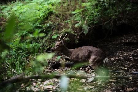 続報|樵木林業と生物多様性 続報|樵木林業と生物多様性