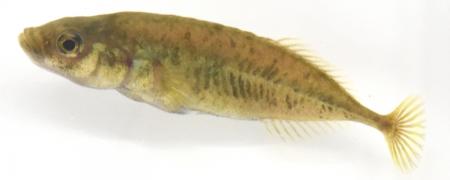学術上“存在しない魚”だった希少淡水魚ムサシトutf-8 学術上“存在しない魚”だった希少淡水魚ムサシトutf-8