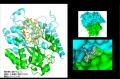 環状糖と結合する新たな輸送タンパク質を発見~環状β- 環状糖と結合する新たな輸送タンパク質を発見~環状β-