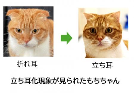 【麻布大学】~見た目は立ち耳でも、折れ耳関連utf-8 【麻布大学】~見た目は立ち耳でも、折れ耳関連utf-8