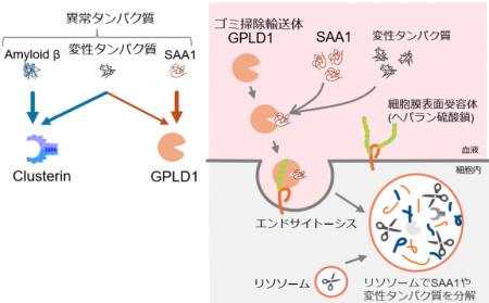 血清アミロイドAを分解へ導く血液中のゴミ掃除輸送体 血清アミロイドAを分解へ導く血液中のゴミ掃除輸送体
