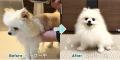 愛犬のかわいい姿を投稿しよう!『シャワーで大変身選 愛犬のかわいい姿を投稿しよう!『シャワーで大変身選