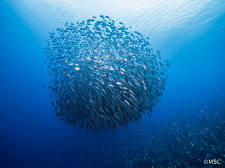 「世界海洋デー」に、海に関する国際調査を発表 日本 「世界海洋デー」に、海に関する国際調査を発表 日本