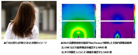 朝整えた髪が、日中またうねる。日光による毛髪内部CM 朝整えた髪が、日中またうねる。日光による毛髪内部CM
