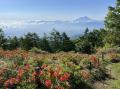 【山梨県韮崎市】約15万株のレンゲツツジが彩る甘利山 【山梨県韮崎市】約15万株のレンゲツツジが彩る甘利山