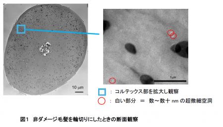 複合ダメージの核心に迫る新知見 毛髪内「超微細空洞 複合ダメージの核心に迫る新知見 毛髪内「超微細空洞