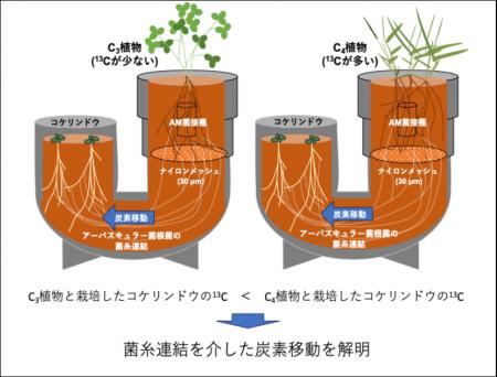 菌糸ネットワークを介した植物間の炭素移動を栽培実験 菌糸ネットワークを介した植物間の炭素移動を栽培実験