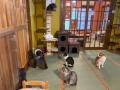保護猫と暮らすシェアハウス「NECOREPA APARTMENT HOT 保護猫と暮らすシェアハウス「NECOREPA APARTMENT HOT