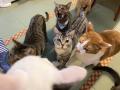 保護猫と暮らすシェアハウス「NECOREPA APARTMENT HOT 保護猫と暮らすシェアハウス「NECOREPA APARTMENT HOT