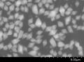 有機溶剤を用いない水系合成プロセスでMOFの量産化・ 有機溶剤を用いない水系合成プロセスでMOFの量産化・