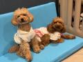自宅で愛犬の運動習慣を支える三つ折りマット「AirSlo 自宅で愛犬の運動習慣を支える三つ折りマット「AirSlo