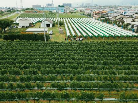 フォンスグループの自社農園「FZ farm Furusato Viney フォンスグループの自社農園「FZ farm Furusato Viney