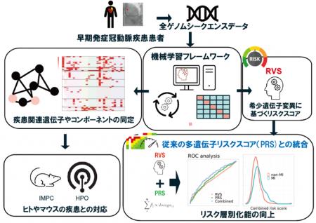 機械学習が解き明かす冠動脈疾患の「希少遺伝子変異」 機械学習が解き明かす冠動脈疾患の「希少遺伝子変異」
