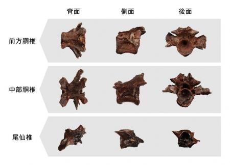 新属新種と報告されたオオサンショウウオ化石を展示し 新属新種と報告されたオオサンショウウオ化石を展示し