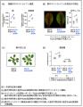 植物ホルモン「サイトカイニン」の長距離輸送の新たな 植物ホルモン「サイトカイニン」の長距離輸送の新たな