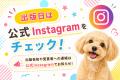 【期間限定】電子書籍版が無料で読める!ポメラニアン 【期間限定】電子書籍版が無料で読める!ポメラニアン