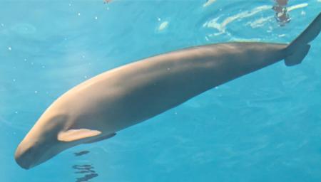 【麻布大学】海底のDNAから読み解く絶滅危惧種スutf-8 【麻布大学】海底のDNAから読み解く絶滅危惧種スutf-8