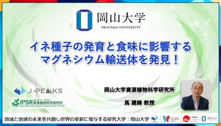 【岡山大学】イネ種子の発育と食味に影響するマグネシ 【岡山大学】イネ種子の発育と食味に影響するマグネシ
