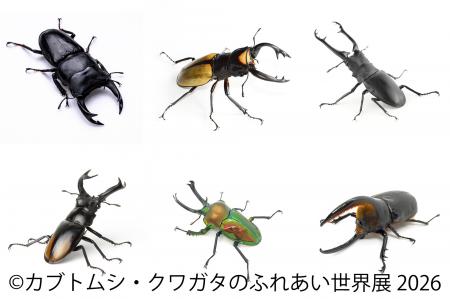 世界のレア昆虫が集結!夏休み限定イベント「カutf-8 世界のレア昆虫が集結!夏休み限定イベント「カutf-8