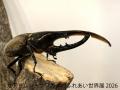 世界のレア昆虫が集結!夏休み限定イベント「カutf-8 世界のレア昆虫が集結!夏休み限定イベント「カutf-8